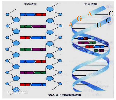 DNA.png