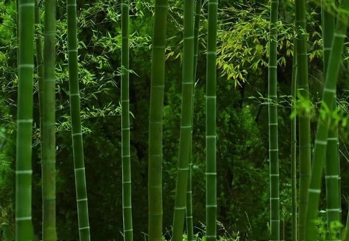 竹子1.jpg