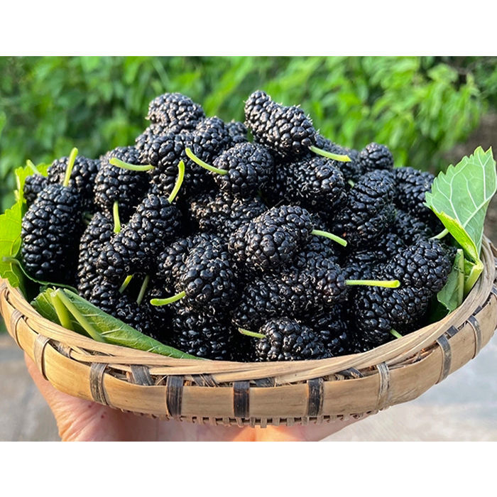 1766663050384354.jpeg 1766662759400.jpeg